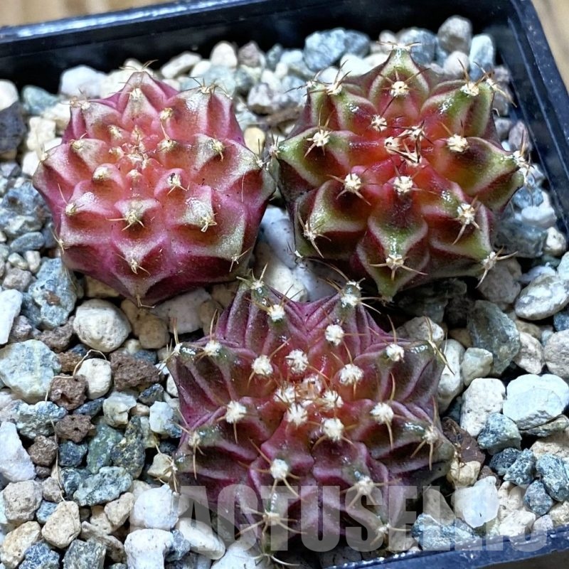 SH24702 Gymnocalycium mihanovichii ‘Neon’ hybrid, seedling mix