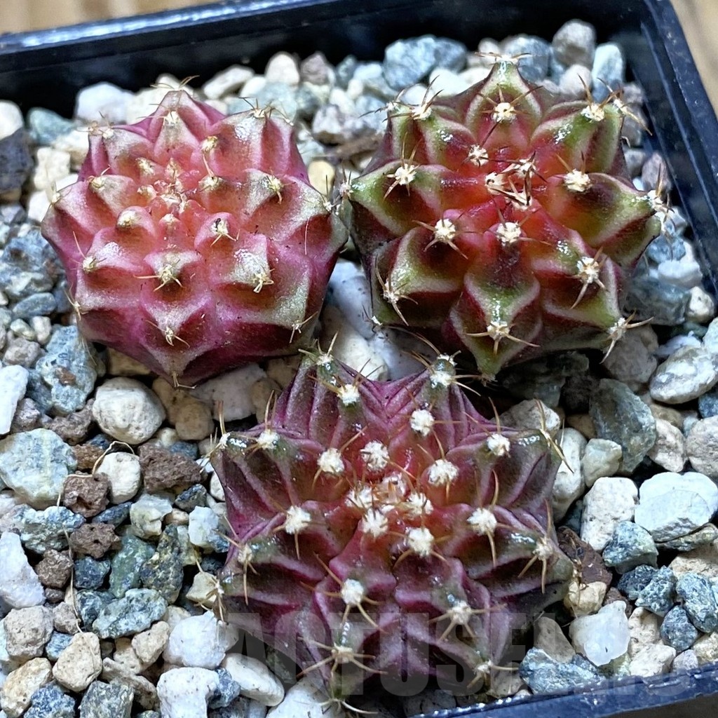 SH24702 Gymnocalycium mihanovichii ‘Neon’ hybrid, seedling mix