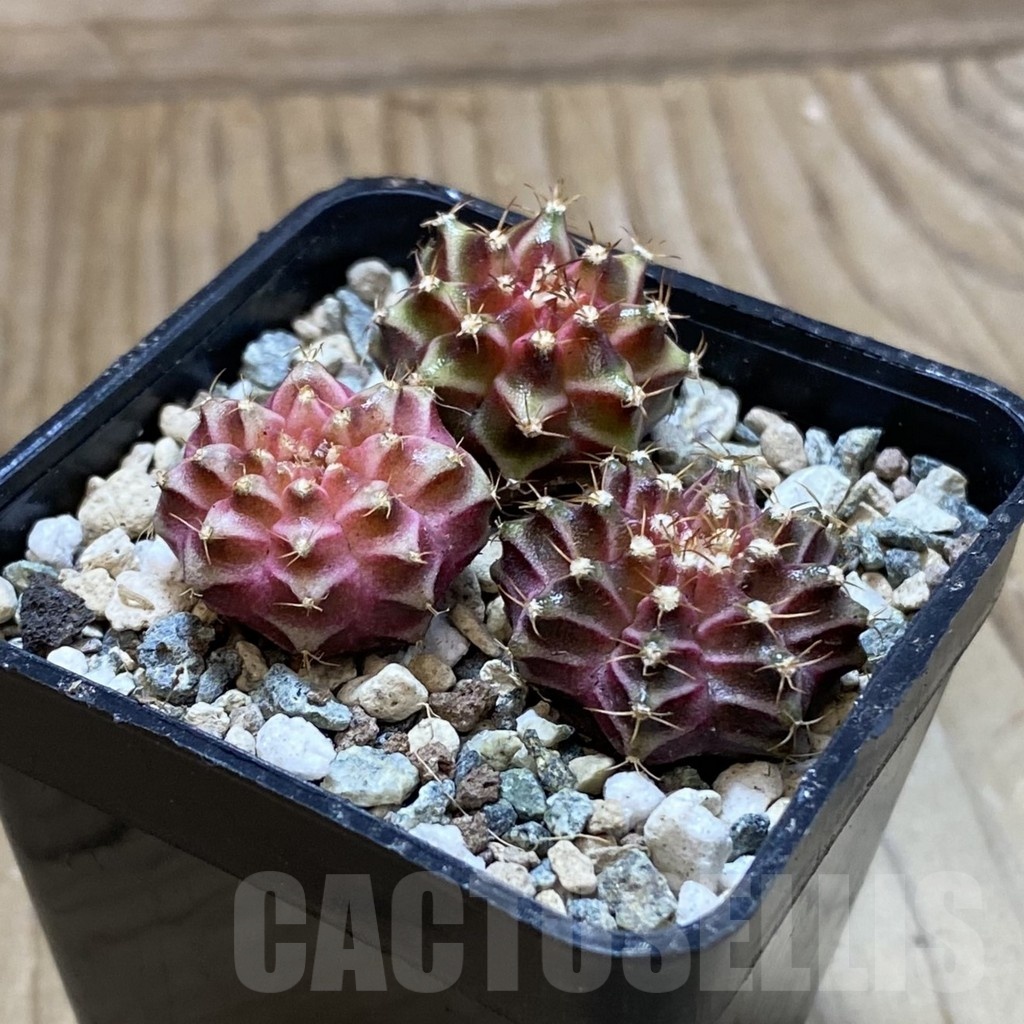SH24702 Gymnocalycium mihanovichii ‘Neon’ hybrid, seedling mix - Image 2