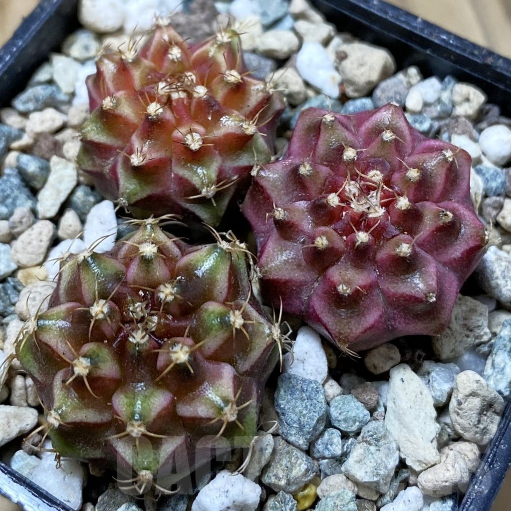 SH24703 Gymnocalycium mihanovichii ‘Neon’ hybrid, seedling mix