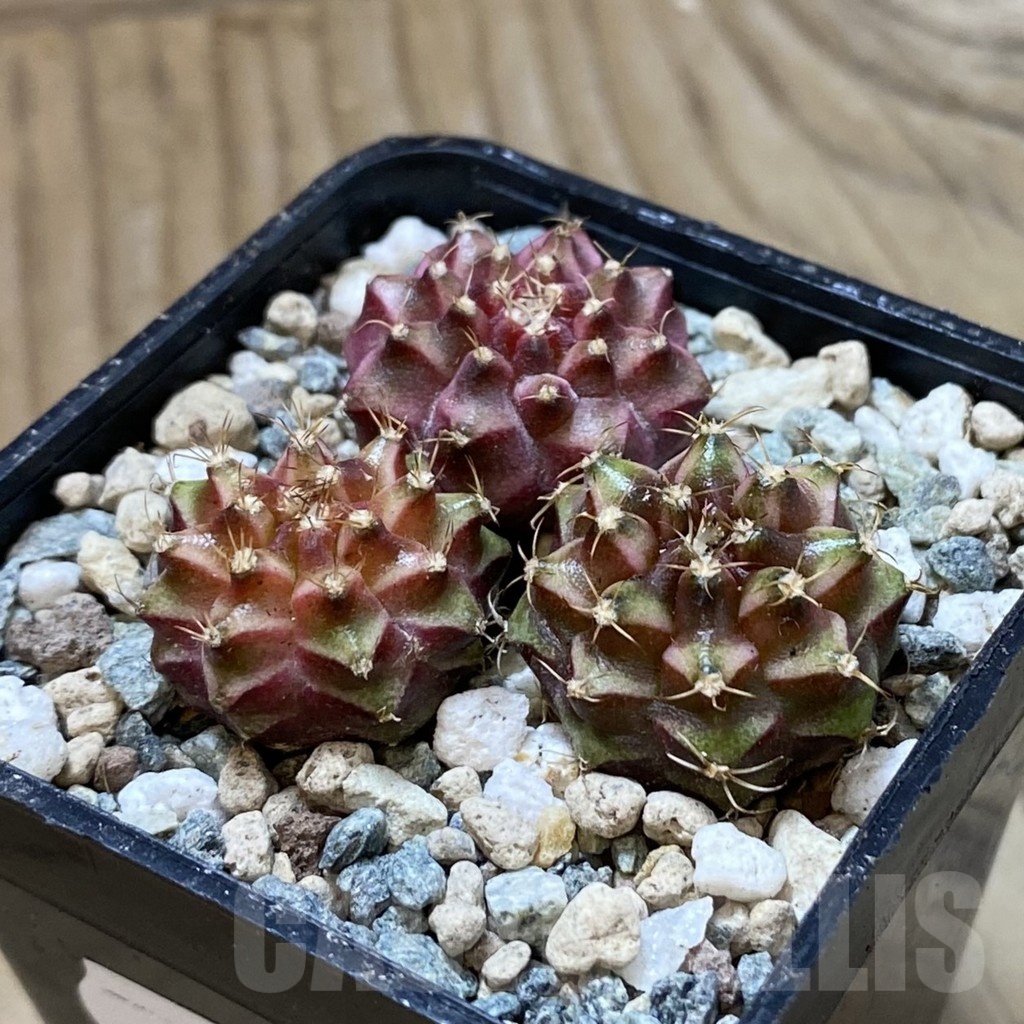 SH24703 Gymnocalycium mihanovichii ‘Neon’ hybrid, seedling mix - Image 2