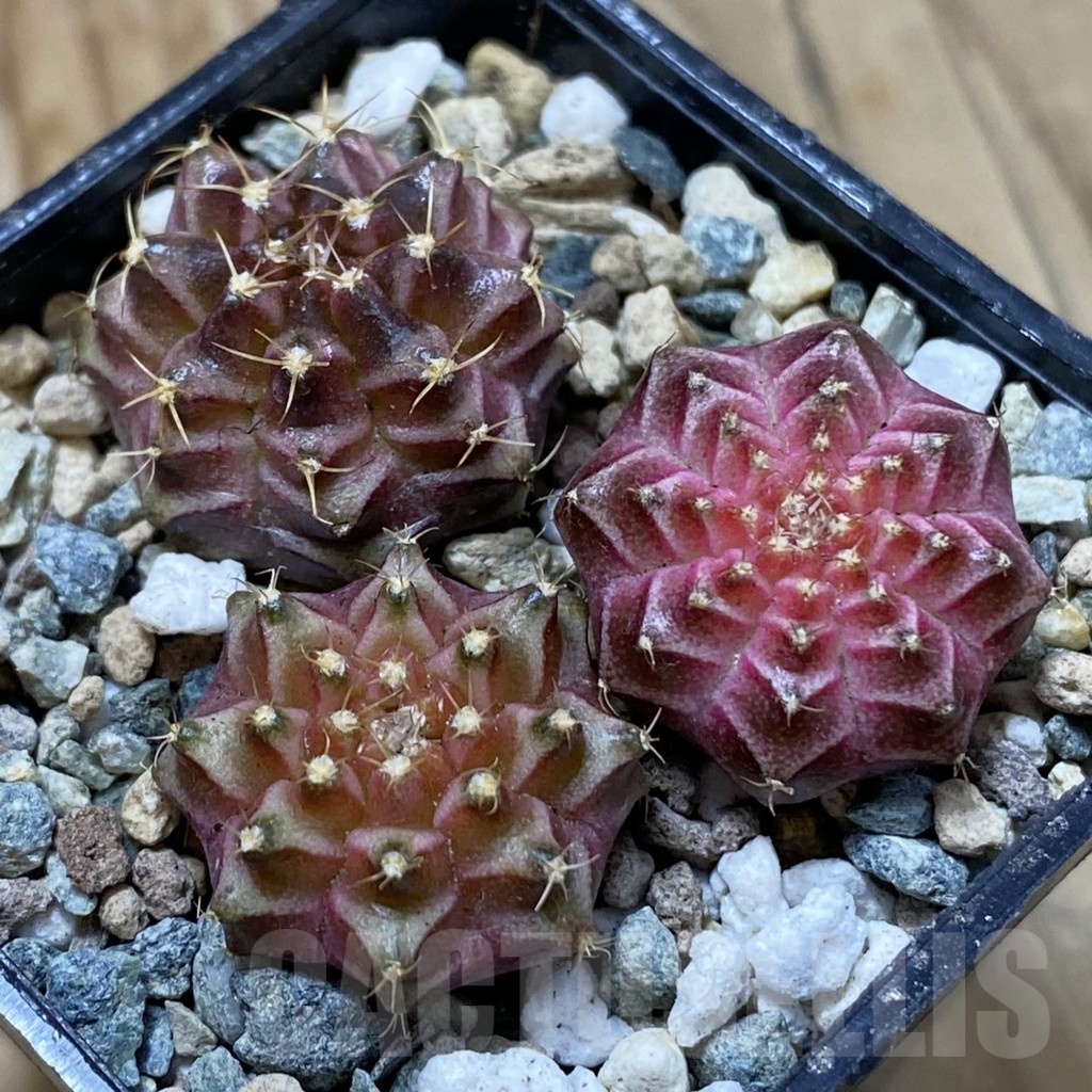 SH24704 Gymnocalycium mihanovichii ‘Neon’ hybrid, seedling mix