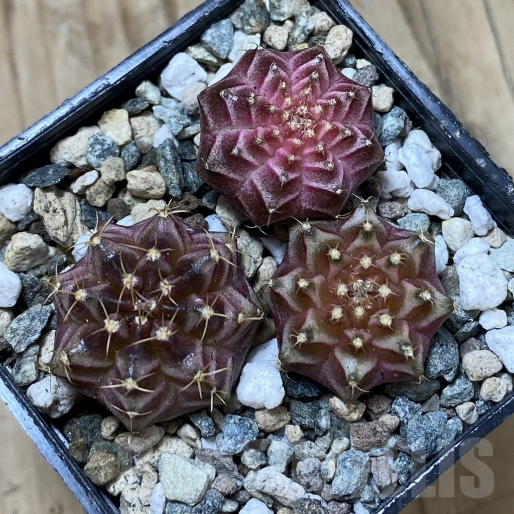 SH24704 Gymnocalycium mihanovichii ‘Neon’ hybrid, seedling mix - Image 2