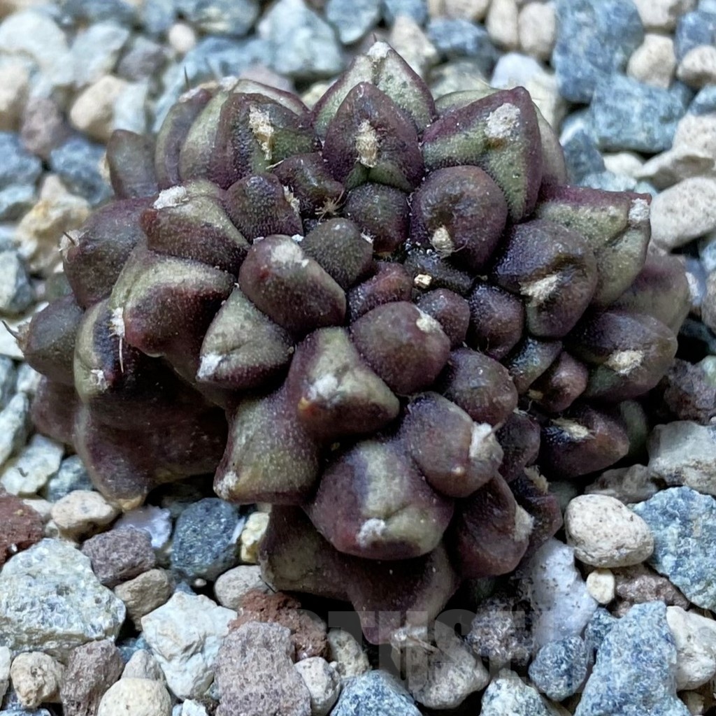 SH24705 Gymnocalycium mihanovichii ‘Day Dream’ f. cristata
