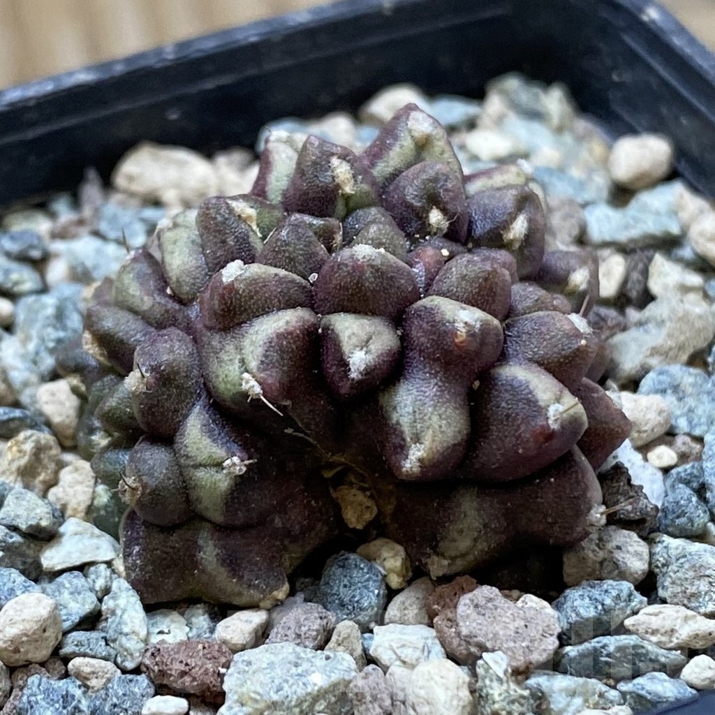 SH24705 Gymnocalycium mihanovichii ‘Day Dream’ f. cristata - Image 2