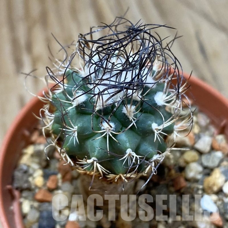 SH24654 Turbinicarpus pseudomacrochele, 6 years old