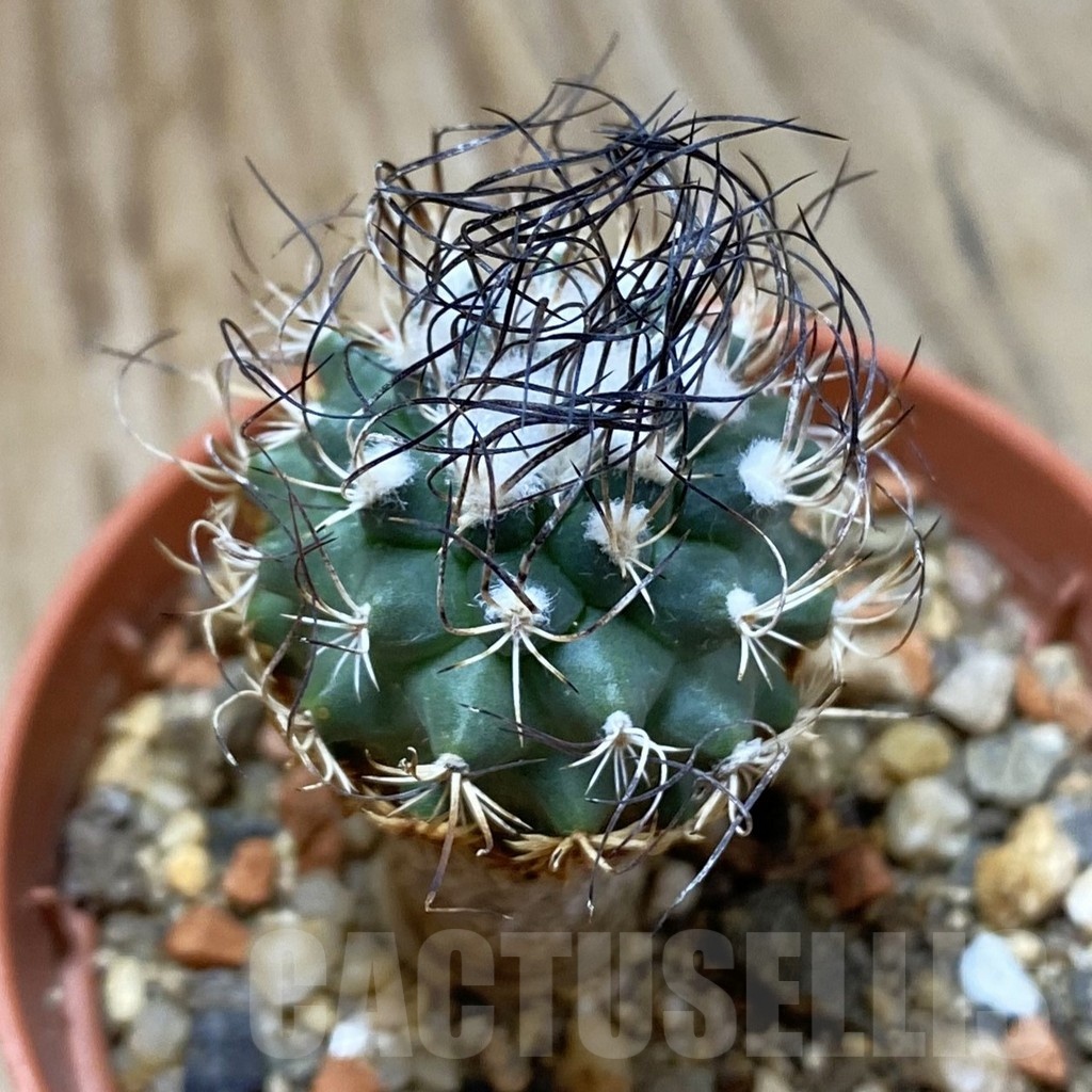 SH24654 Turbinicarpus pseudomacrochele, 6 years old