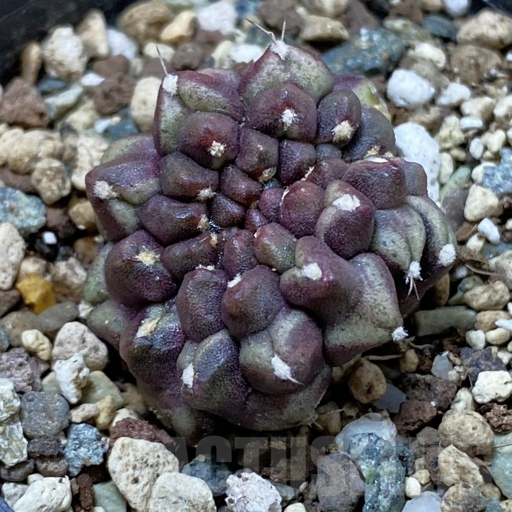 SH24706 Gymnocalycium mihanovichii ‘Day Dream’ f. cristata