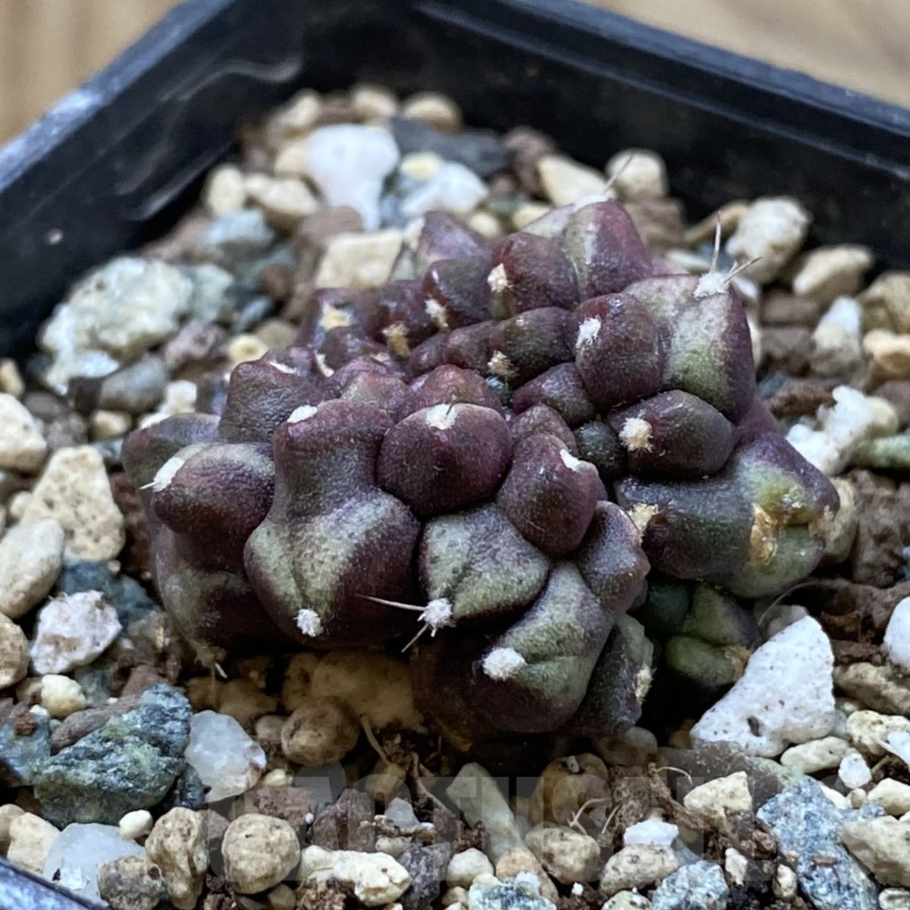 SH24706 Gymnocalycium mihanovichii ‘Day Dream’ f. cristata - Image 2