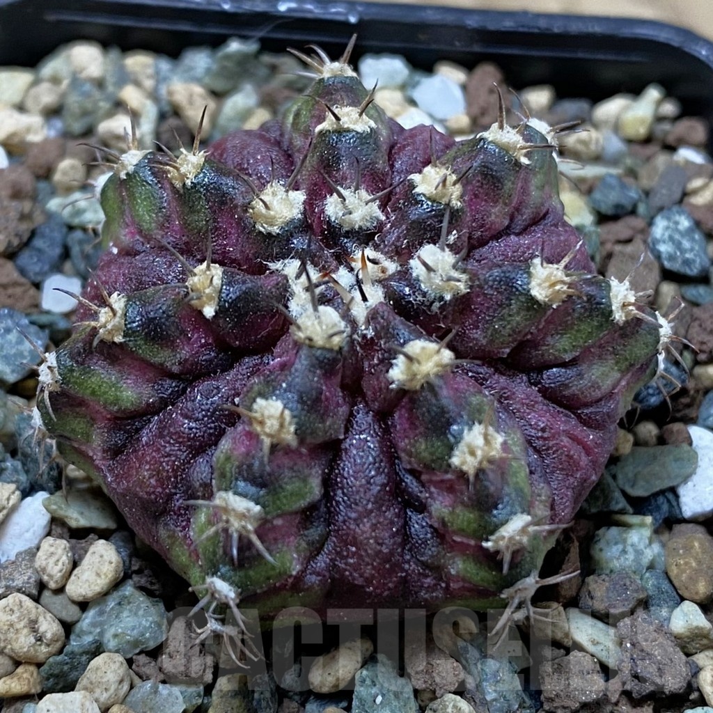 SH24708 Gymnocalycium mihanovichii ‘T-Rex’