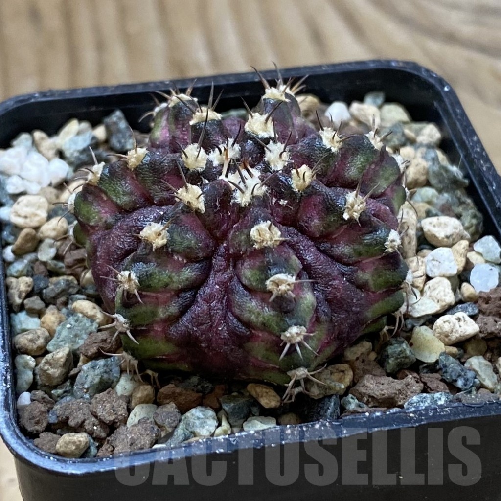 SH24708 Gymnocalycium mihanovichii ‘T-Rex’ - Image 2