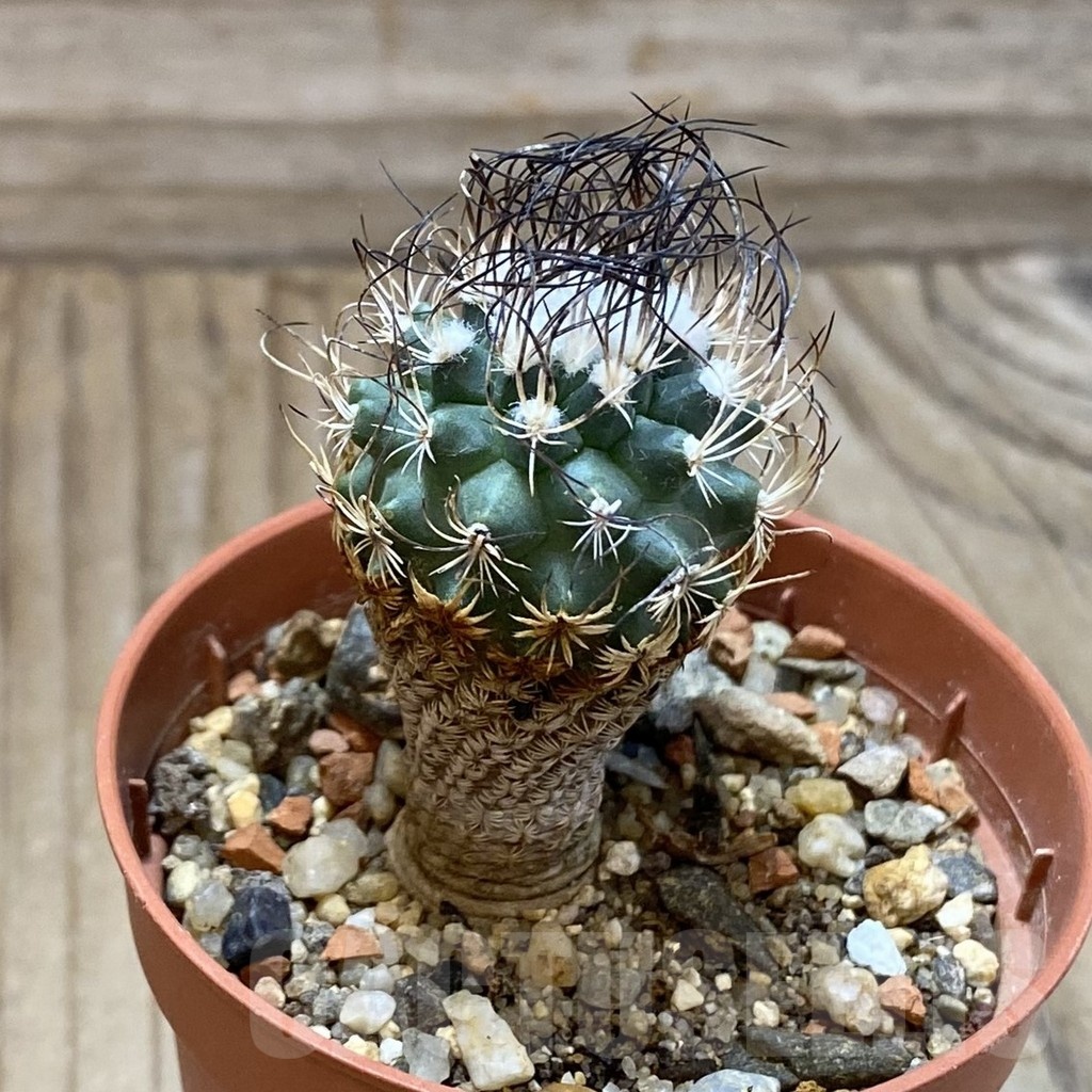 SH24654 Turbinicarpus pseudomacrochele, 6 years old – Image 2