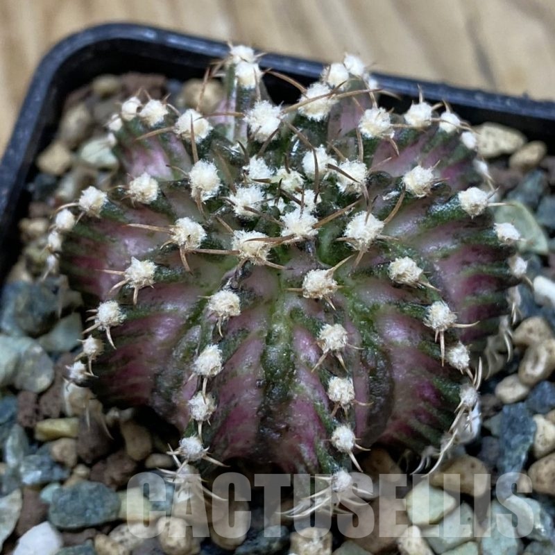 SH24709 Gymnocalycium mihanovichii ‘T-Lux’