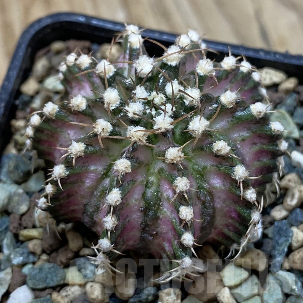 SH24709 Gymnocalycium mihanovichii ‘T-Lux’