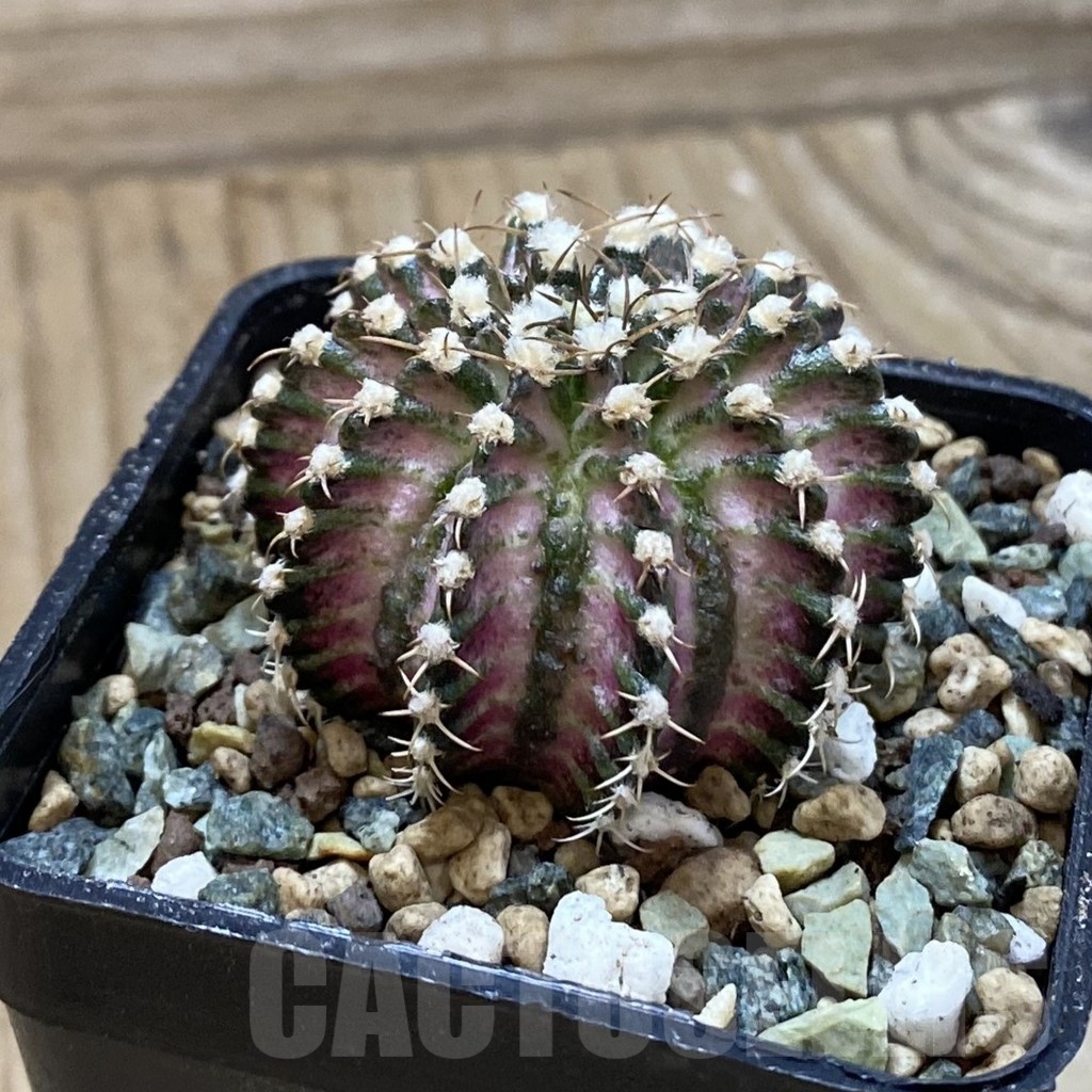 SH24709 Gymnocalycium mihanovichii ‘T-Lux’ - Obrázek 2