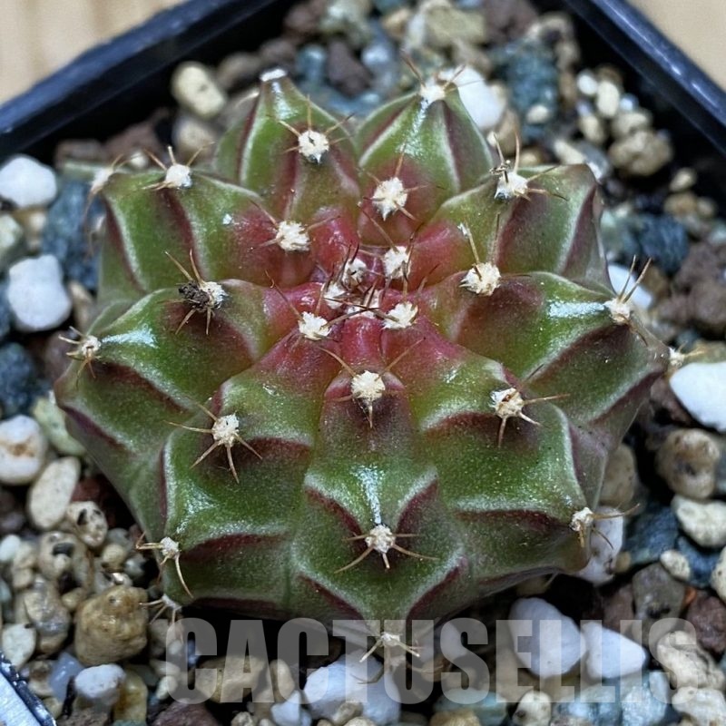SH24711 Gymnocalycium mihanovichii ‘Neon’ hybrid