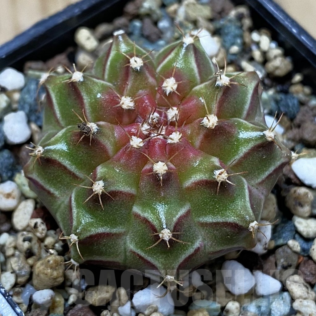 SH24711 Gymnocalycium mihanovichii ‘Neon’ hybrid