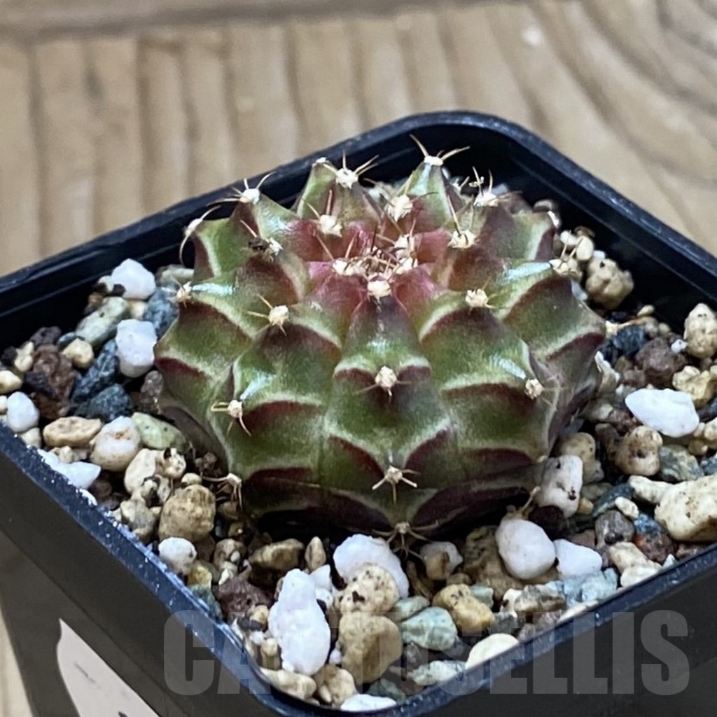 SH24711 Gymnocalycium mihanovichii ‘Neon’ hybrid - Image 2