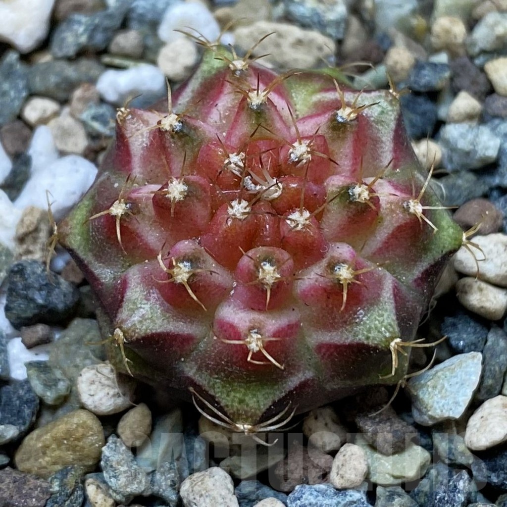 SH24712 Gymnocalycium mihanovichii ‘Neon’ hybrid