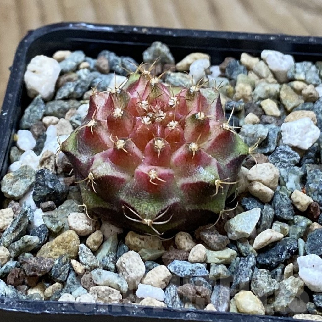 SH24712 Gymnocalycium mihanovichii ‘Neon’ hybrid - Image 2