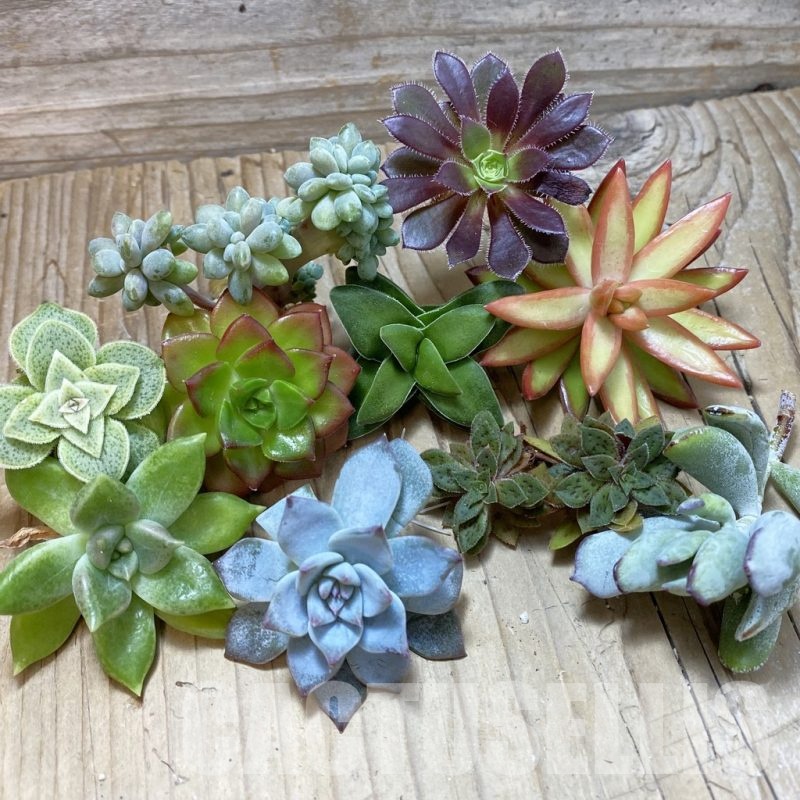SH24748 Succulents mix, cuted