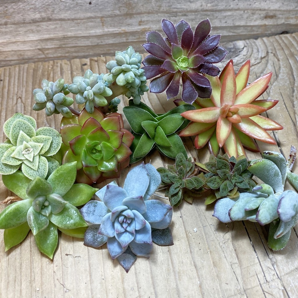 SH24748 Succulents mix, cuted