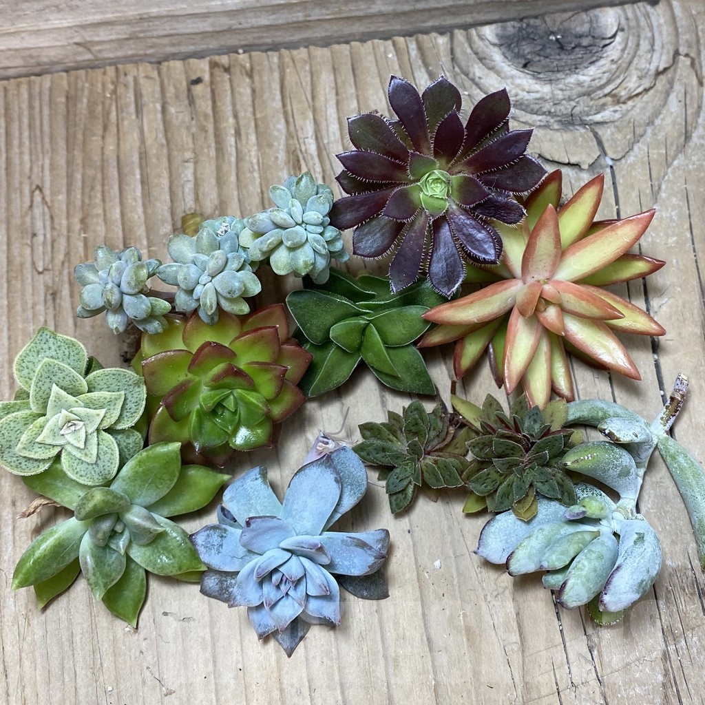 SH24748 Succulents mix, cuted - immagine 2