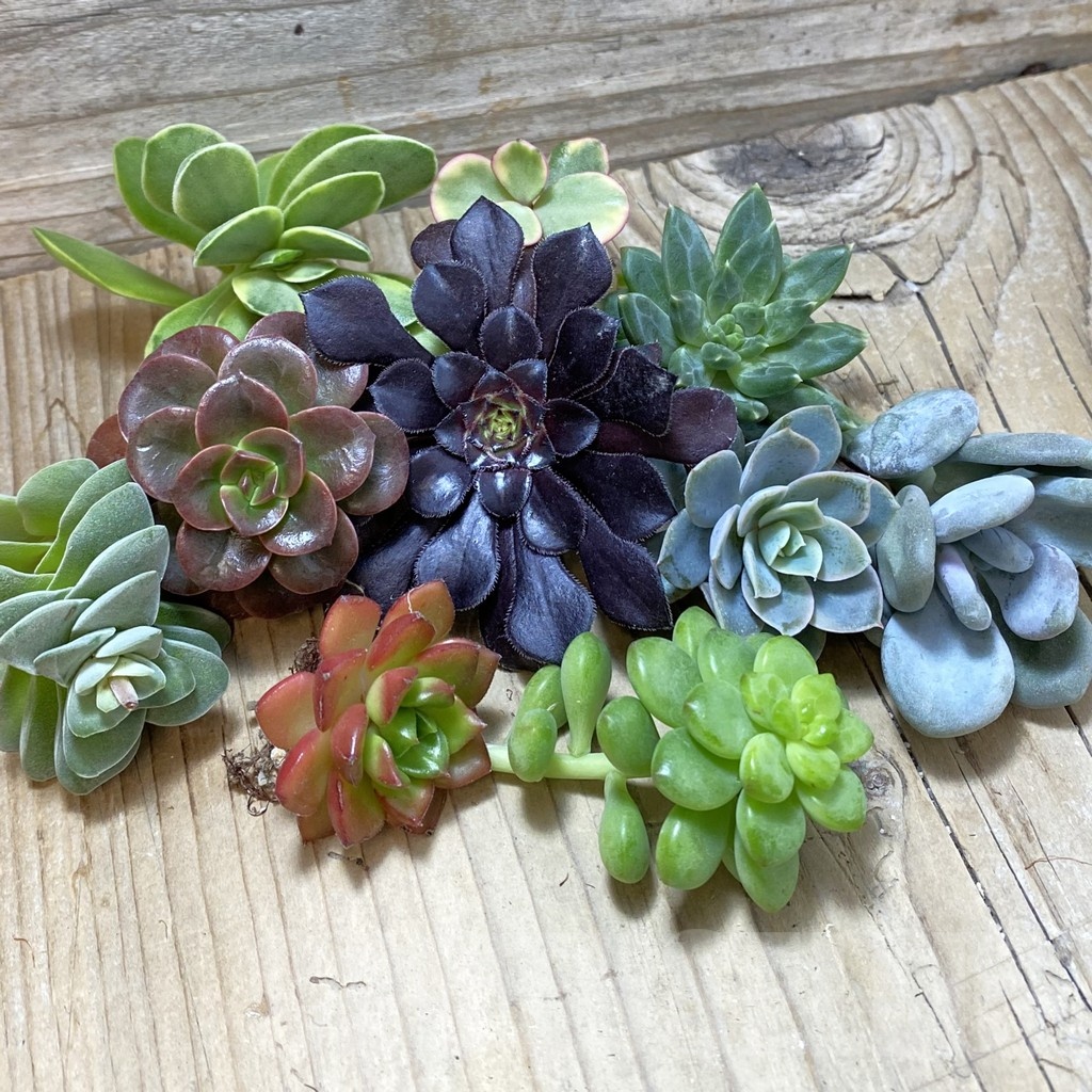 SH24749 Succulents mix, cuted