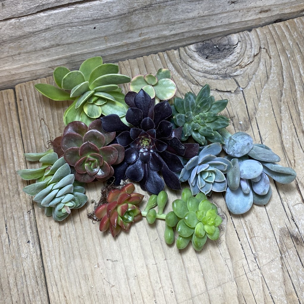 SH24749 Succulents mix, cuted - Image 2