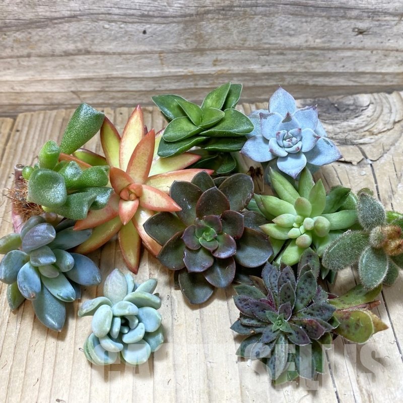SH24750 Succulents mix, cuted