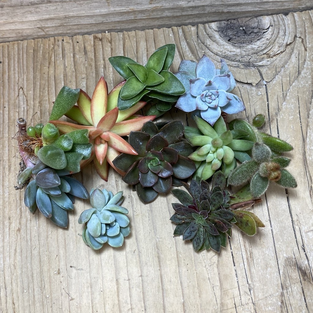 SH24750 Succulents mix, cuted - Image 2
