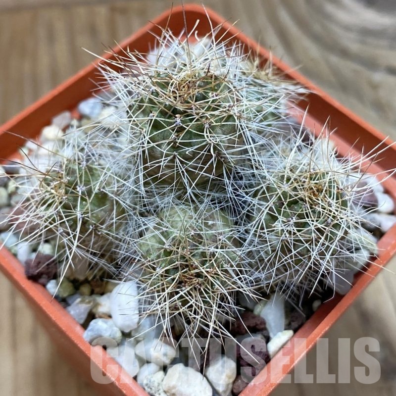 SH24649 Mediolobivia steinmannii, 8 years old