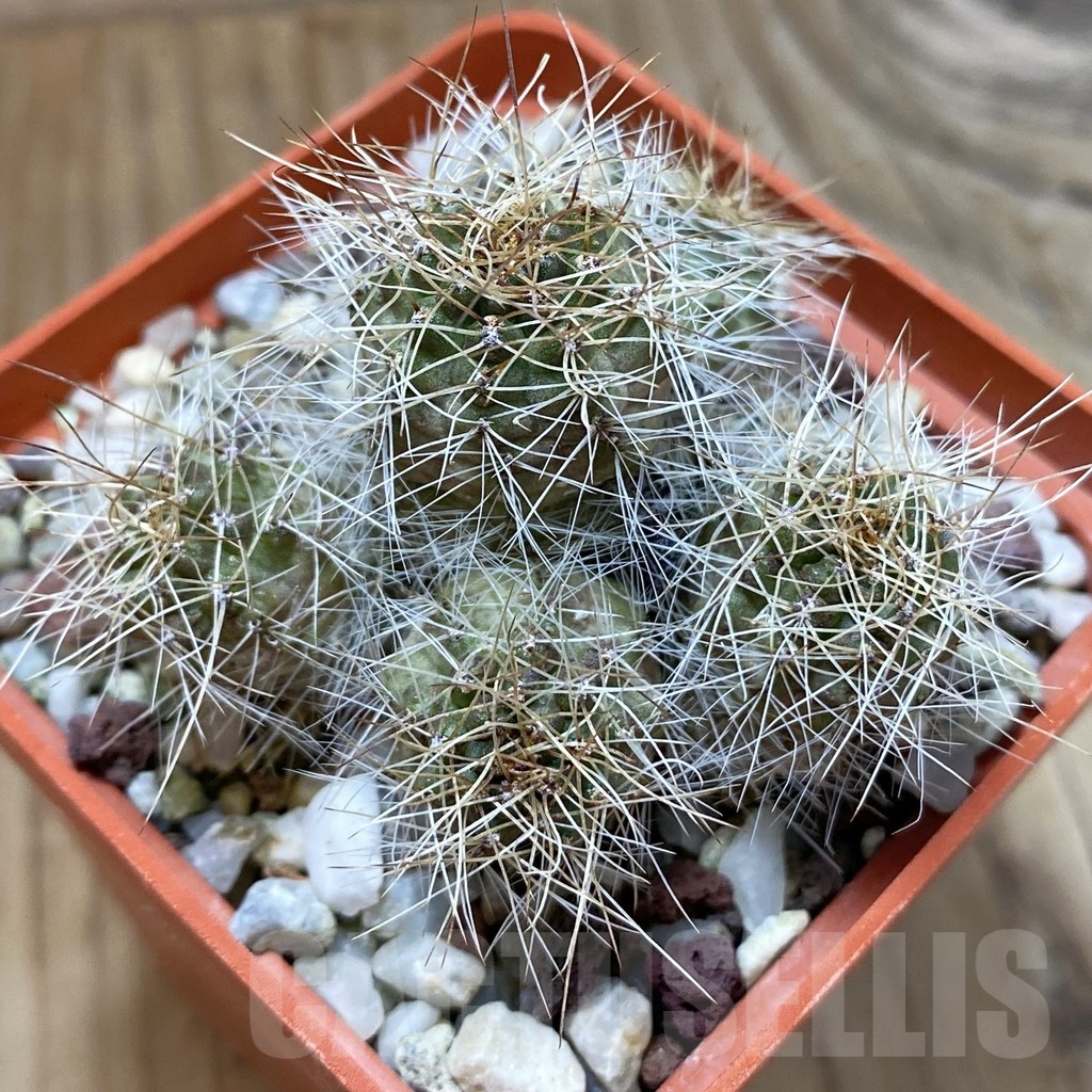 SH24649 Mediolobivia steinmannii, 8 years old