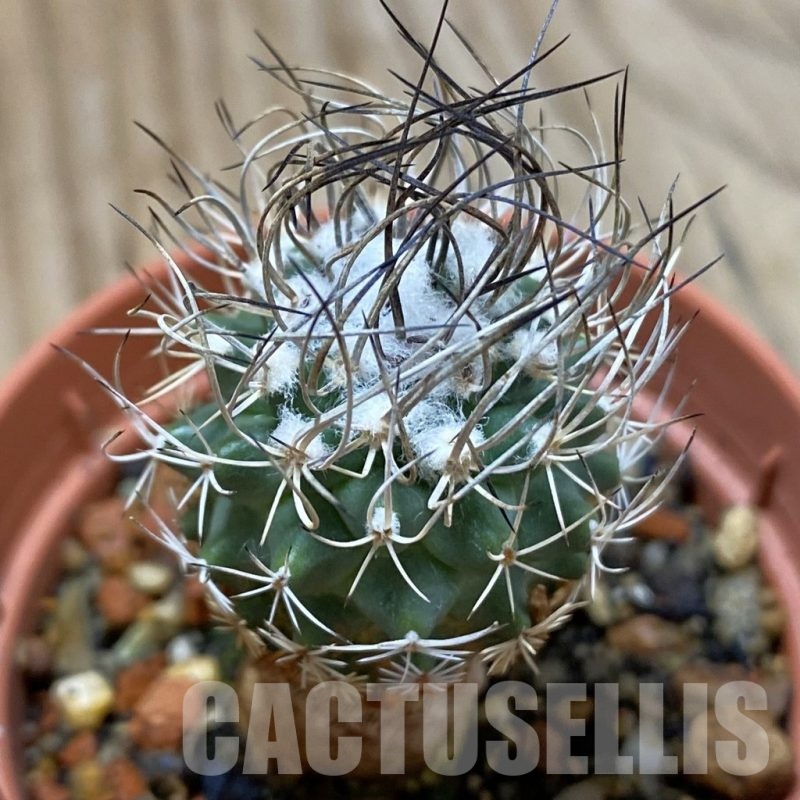 SH24655 Turbinicarpus pseudomacrochele, 6 years old