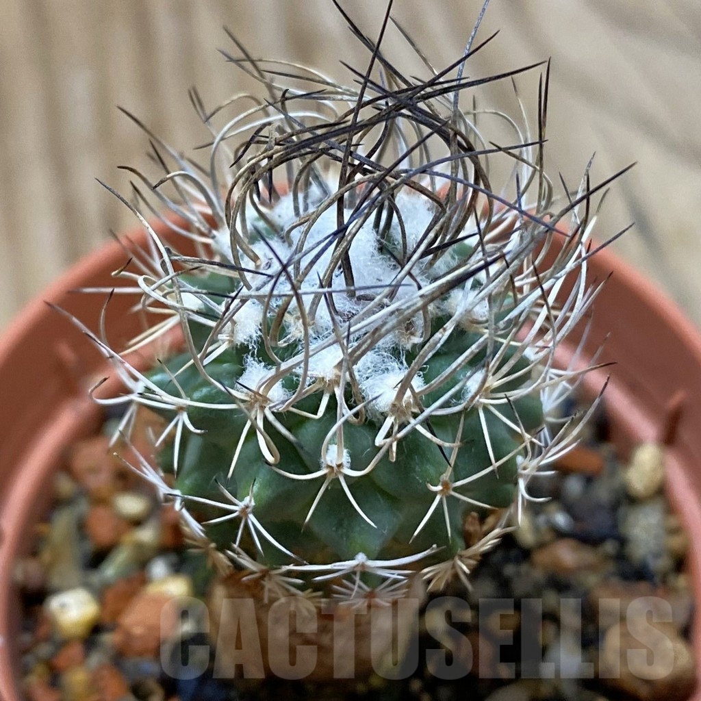 SH24655 Turbinicarpus pseudomacrochele, 6 years old