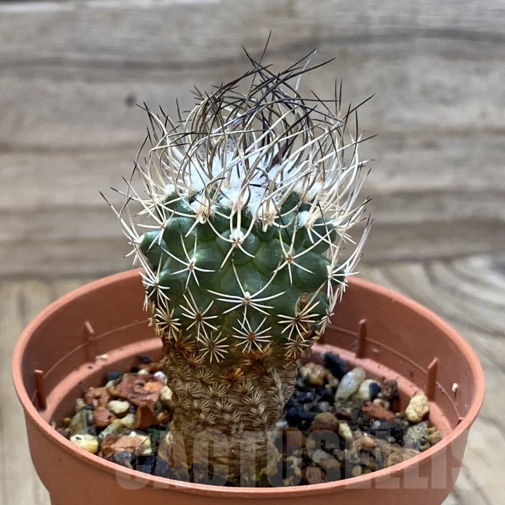 SH24655 Turbinicarpus pseudomacrochele, 6 years old - Imagen 2