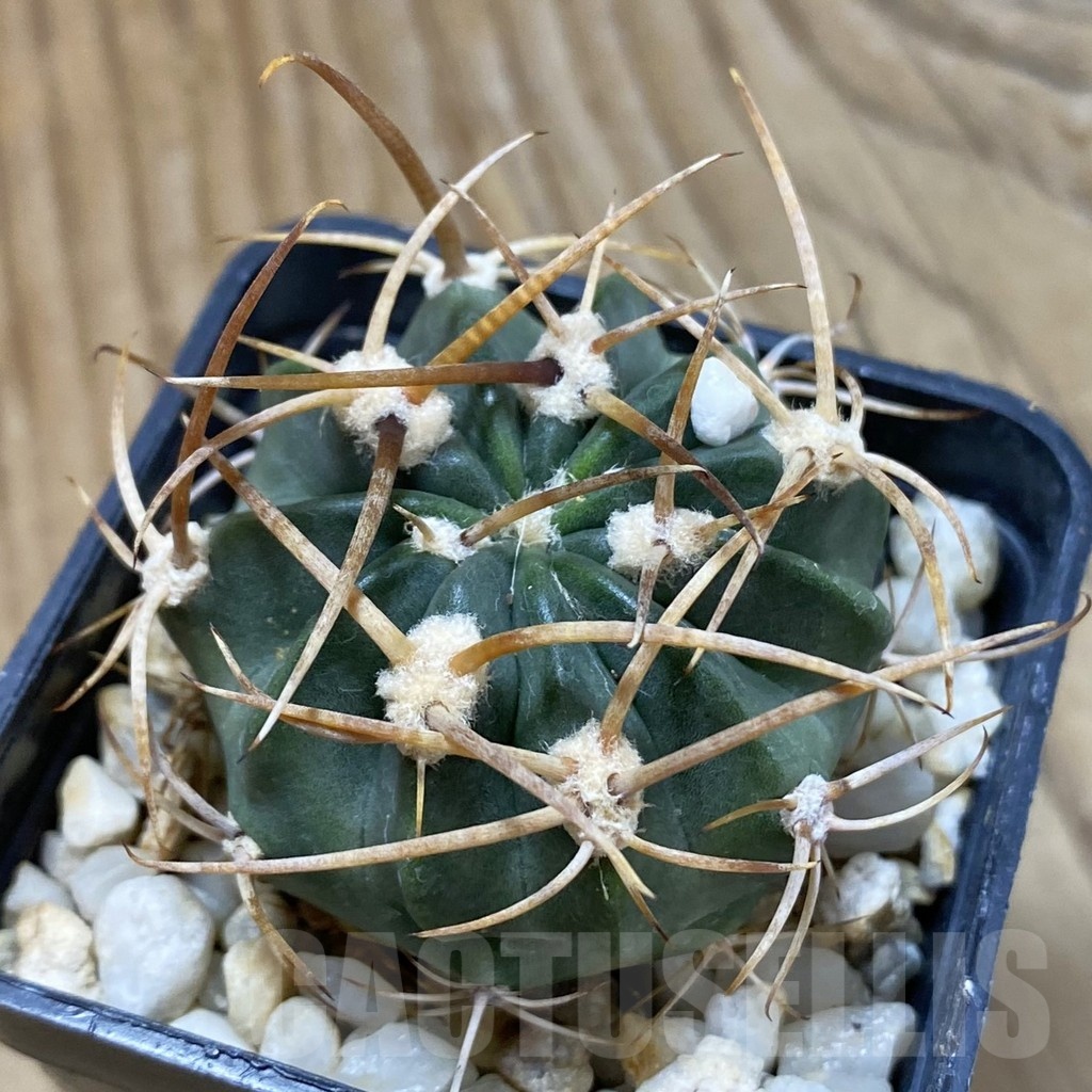 SH24656 Lobivia potosina x ferox