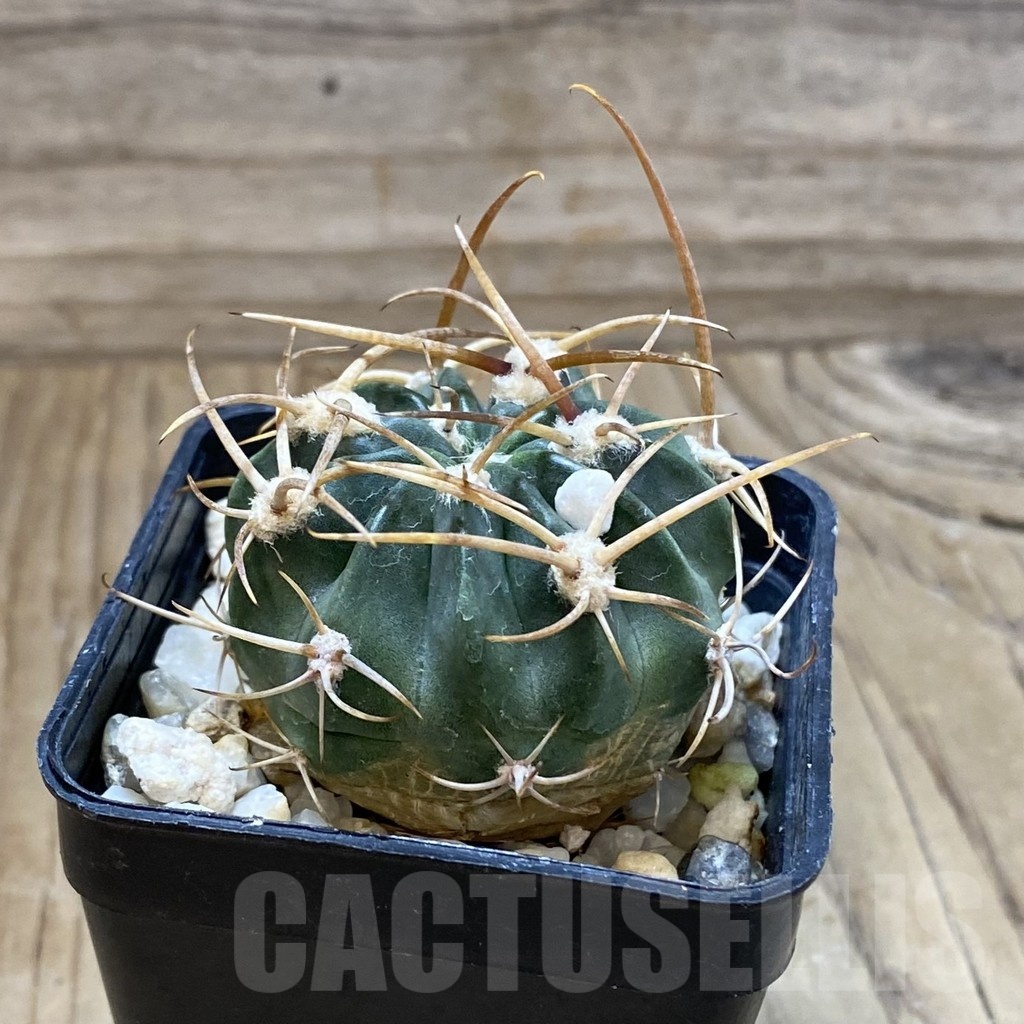 SH24656 Lobivia potosina x ferox - immagine 2