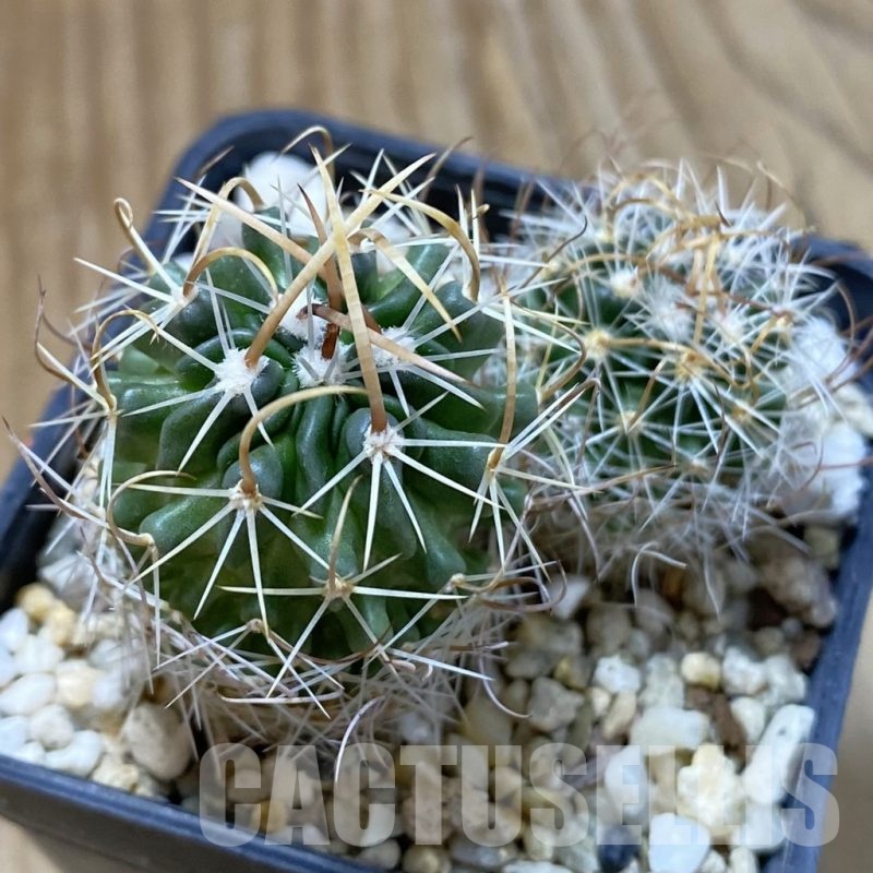 SH24657 Echinofossulocactus arrigens, 2 plants, seedling