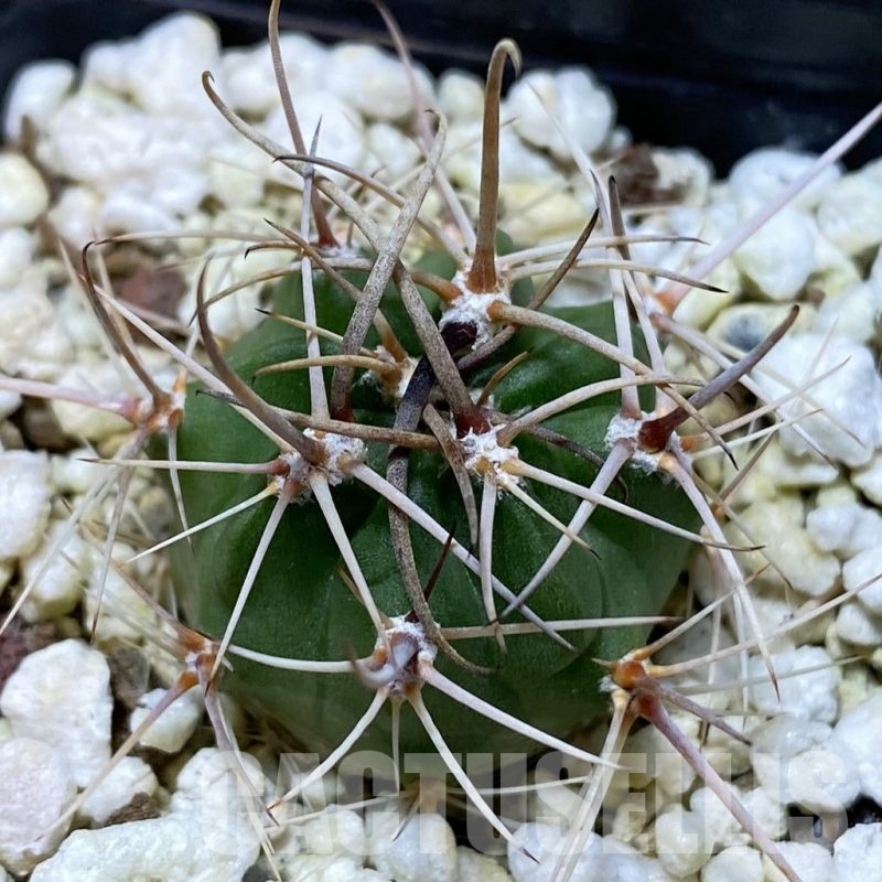 SH24658 Lobivia hybrid