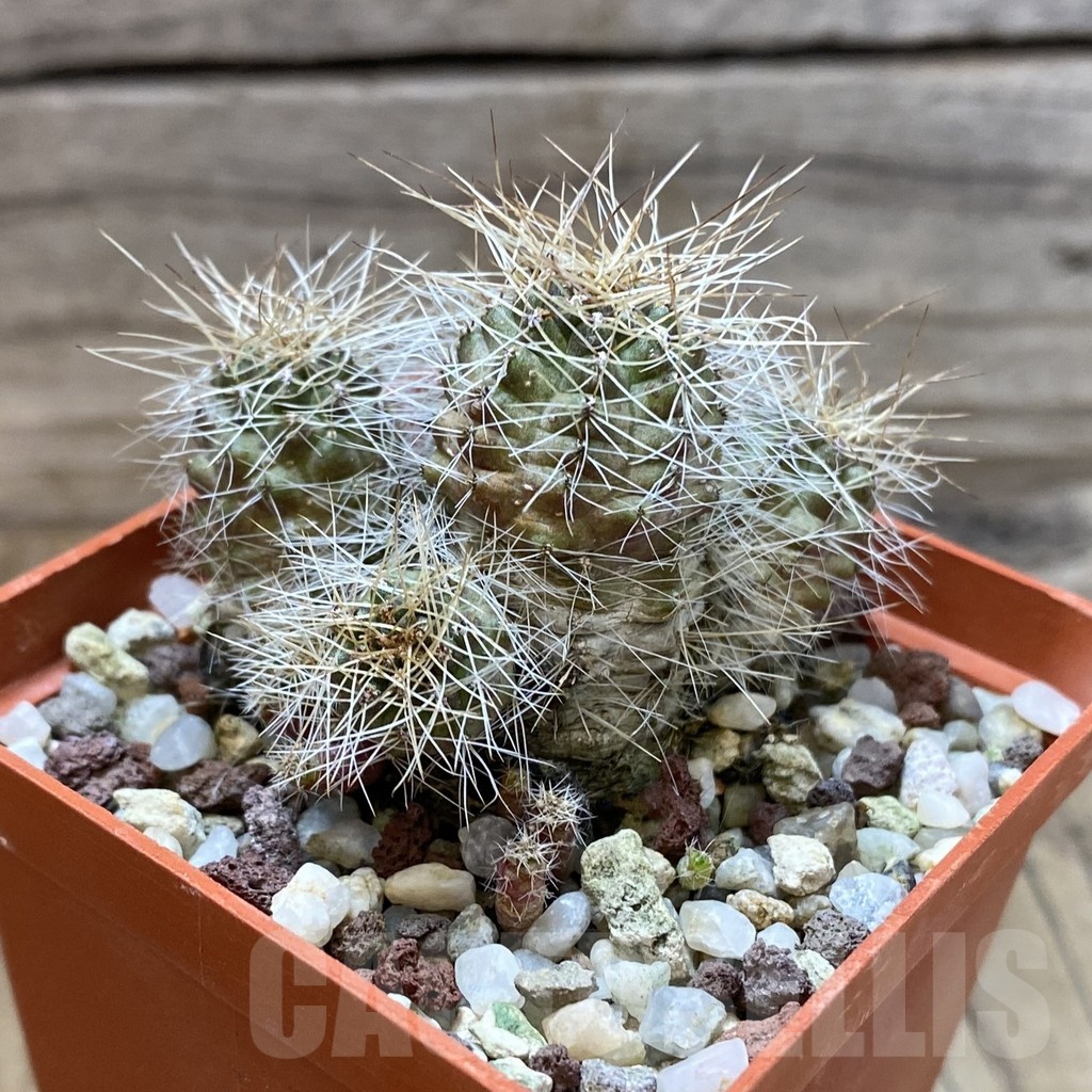 SH24649 Mediolobivia steinmannii, 8 years old - Image 2