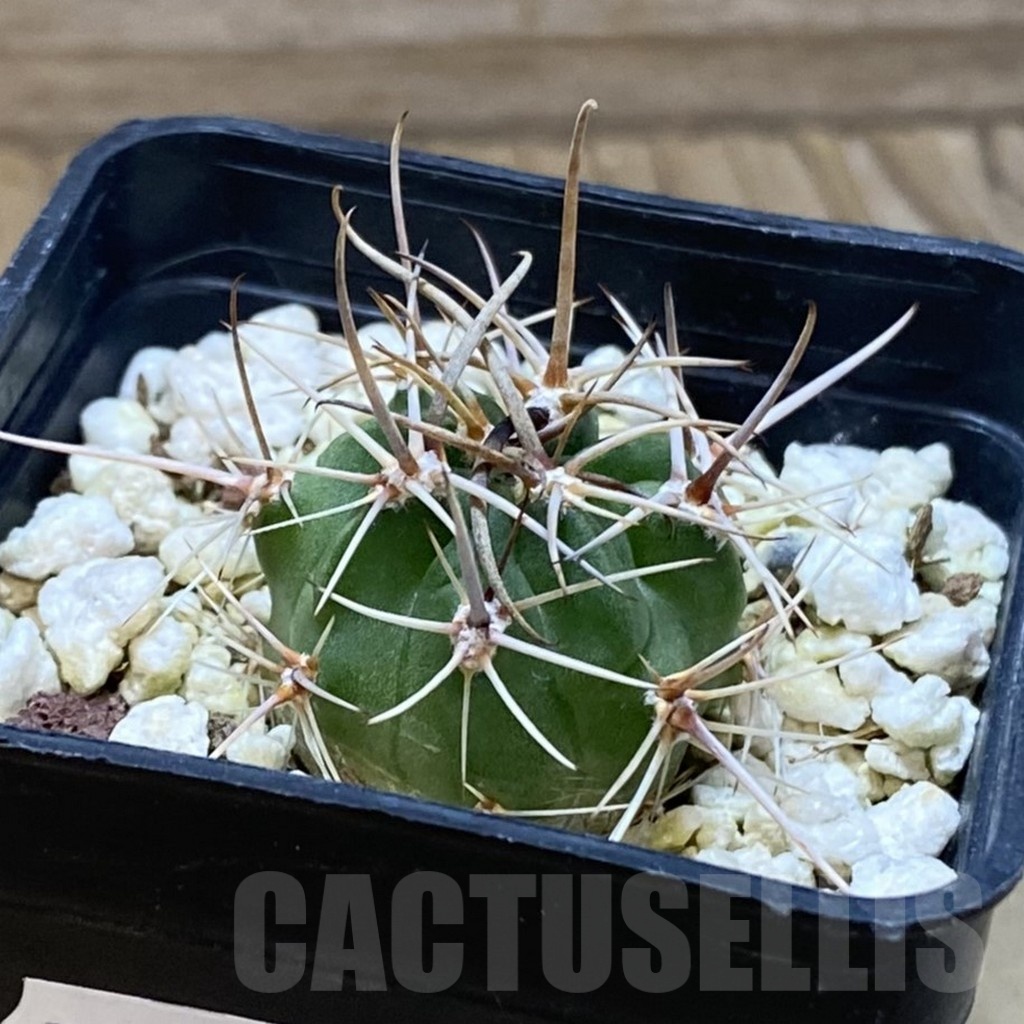 SH24658 Lobivia hybrid - Obrázek 2