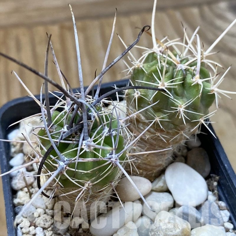 SH24659 Lobivia ferox VG 595, 2 plants