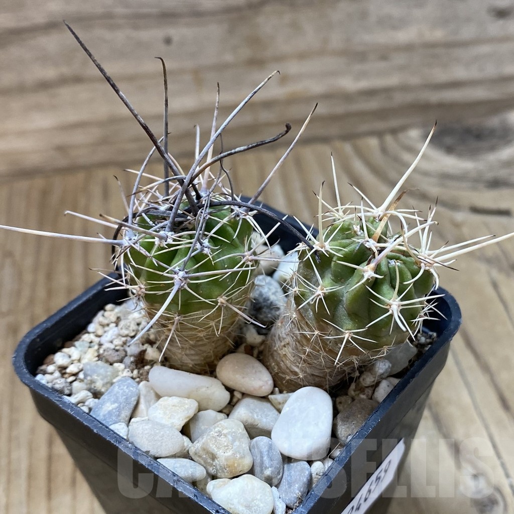 SH24659 Lobivia ferox VG 595, 2 plants - immagine 2