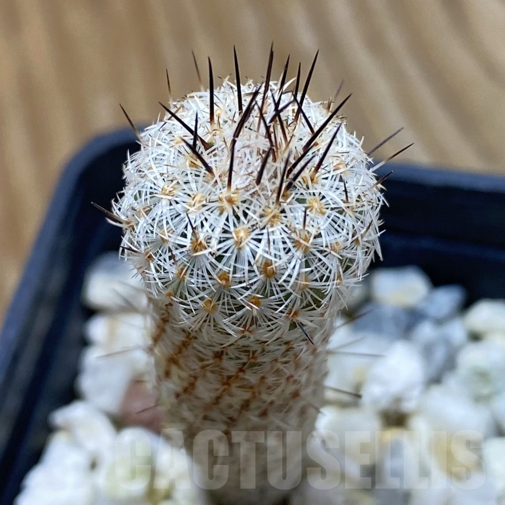 SH24660 Turbinicarpus zaragosae