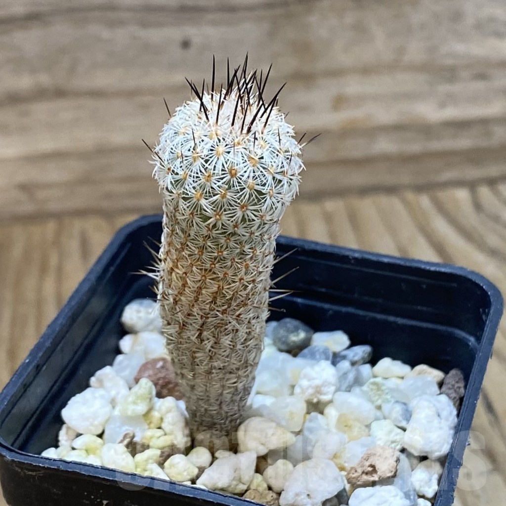 SH24660 Turbinicarpus zaragosae - Зображення 2