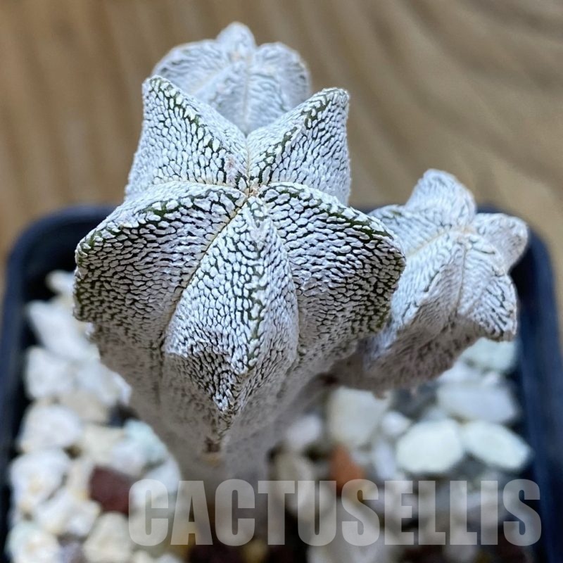 SH24661 Astrophytum myriostigma ‘Onzuka’