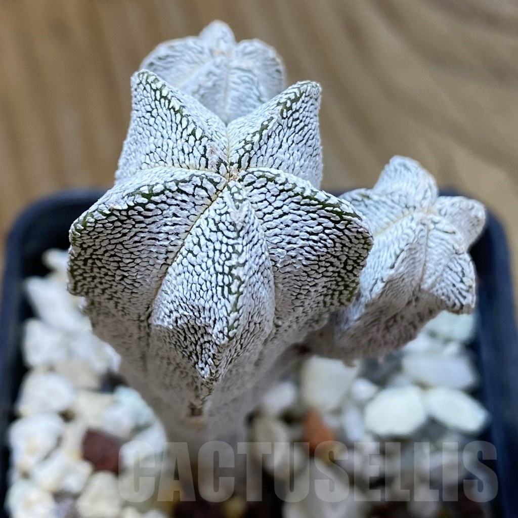 SH24661 Astrophytum myriostigma ‘Onzuka’