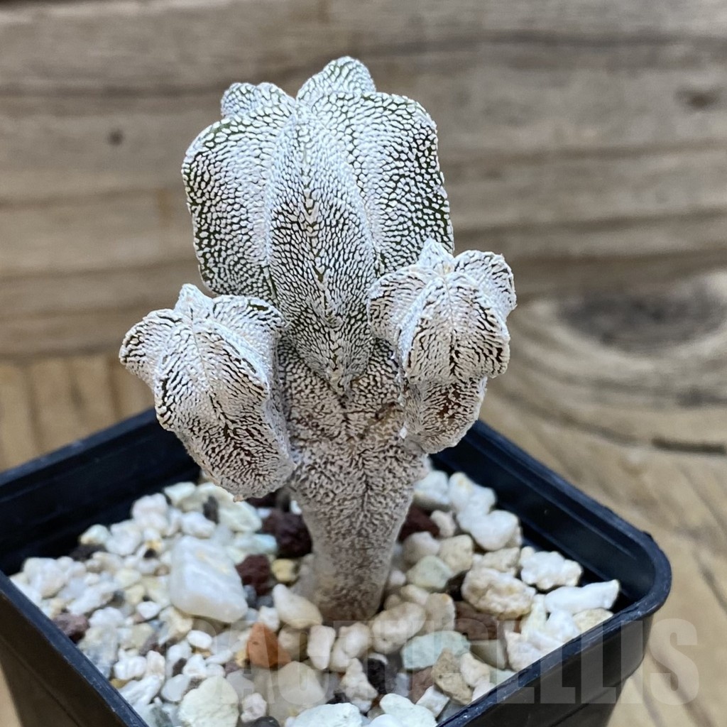 SH24661 Astrophytum myriostigma ‘Onzuka’ - Image 2