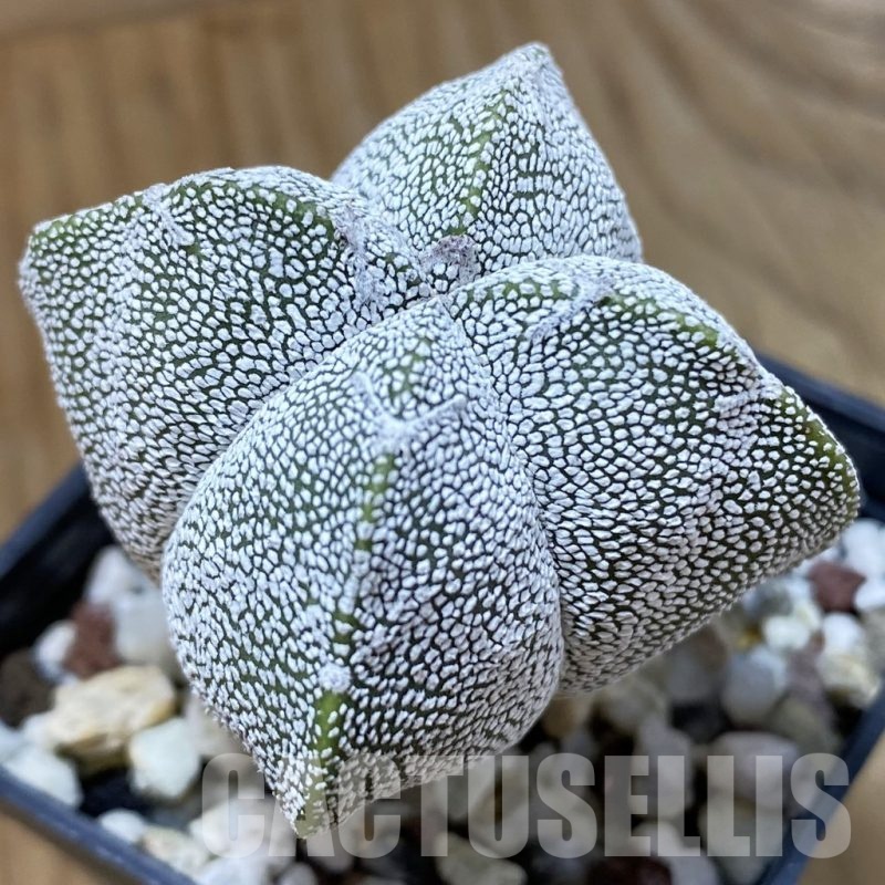 SH24662 Astrophytum myriostigma ‘Onzuka’ v. quadricostatum